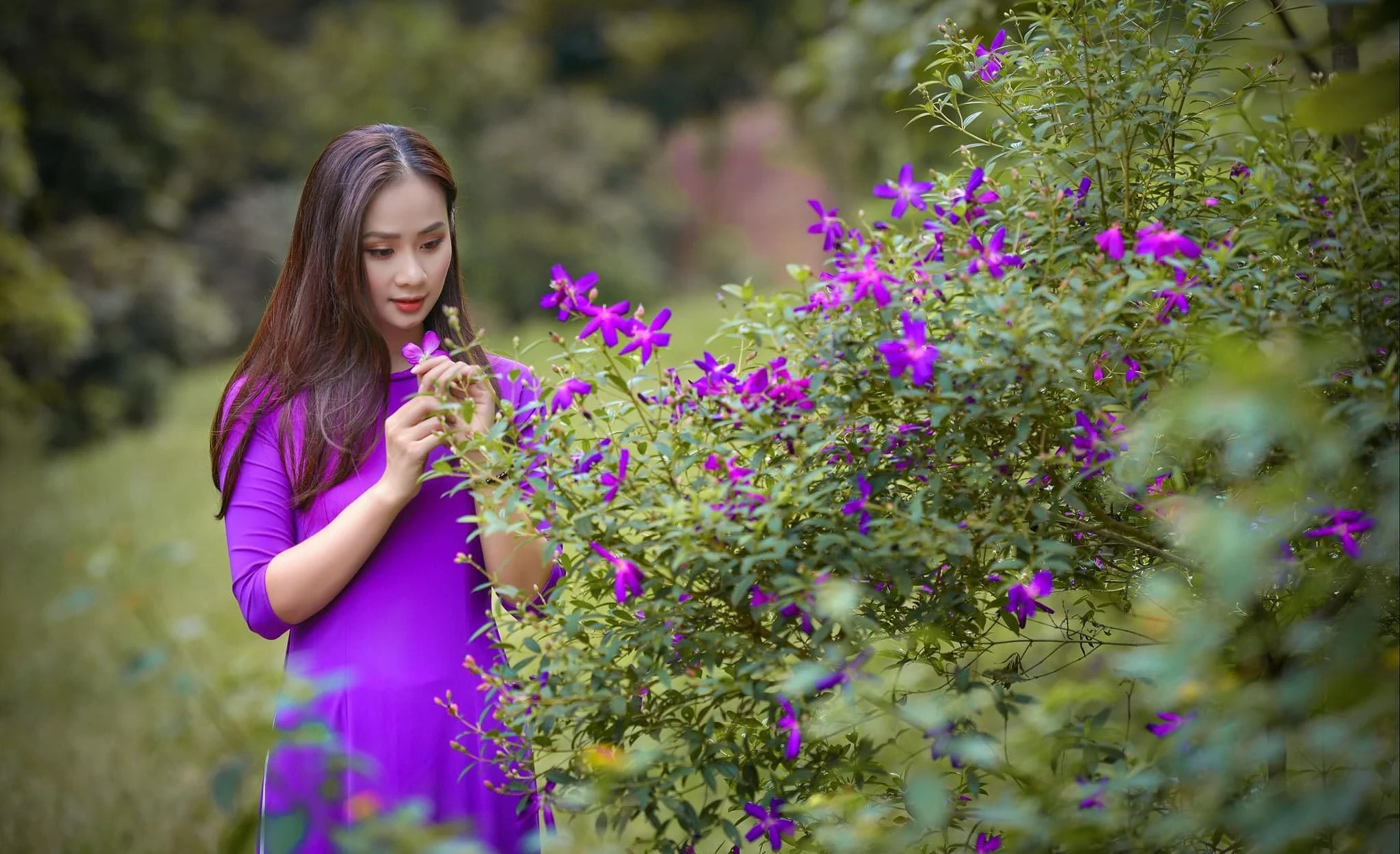 悲伤的午后紫色花瓣